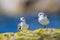 A flock of birds on the seashore. Sanderling, Calidris alba