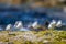 A flock of birds on the seashore. Sanderling, Calidris alba