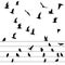 Flock of birds sitting on wires and flying