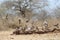 Flock of birds splashing on a birdbath on a dry ground