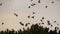 Flock of birds, Starlings Sturnus vulgaris surrounding their sleeping tree.