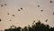 Flock of birds, Starlings Sturnus vulgaris surrounding their sleeping tree.