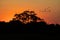 Flock of birds at sunset. Peaceful landscape.