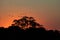 Flock of birds at sunset. Peaceful landscape.