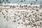 A flock of birds of swallows in flight close-up over the waves of the ocean.