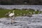 Flock of birds and swans resting on shore of Muckross Lake in Killarney National Park,Kerry, Ireland