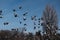 Flock of birds swarming on blue sky