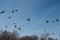 Flock of birds swarming on blue sky