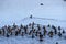 A flock of birds swim in lake hula