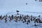 A flock of birds swim in lake hula