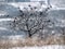 Flock of birds on a tree. Winter landscape