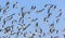 Flock of birds under blue sky