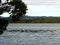 Flock of birds wading maroochy river