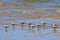 Flock of birds in the water, Portuguese island, Mozambique