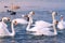 Flock of birds white swans and ducks are swimming at sea blue water.