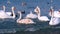 Flock of birds white swans and ducks are swimming at sea blue water.