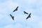 Flock of Black Baza (Aviceda leuphotes) flying overhead.
