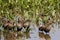 Flock of Black-bellied Whistling Ducks in Marsh