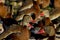 Flock of Black-bellied Whistling Ducks in Texas