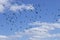 A flock of black birds on the background of the cloudy sky. A lot of birds crow jackdaw rook