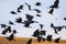 flock of black birds crows and rooks fly flock over plem in autumn against blue sky