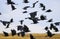 Flock of black birds crows and rooks fly flock over plem in autumn against blue sky