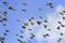 flock of black birds starlings flying high in the blue sky