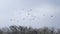 A flock of black crows flies over the tree treetop