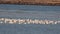 Flock of Black-headed Gulls on Water