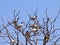 A flock of Black-headed or Oriental White ibises (Threskiornis m