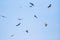 A Flock of black kites