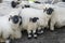 Flock of black nosed sheep in Switzerland