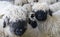 Flock of black nosed sheep in Switzerland