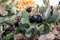 A flock of black roosters and hens, free range in a field, perched on Opuntia prickly pear pads