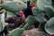 A flock of black roosters and hens, free range in a field, perched on Opuntia prickly pear pads