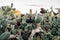 A flock of black roosters and hens, free range in a field, perched on Opuntia prickly pear pads