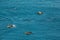 Flock of Black Sea bottlenose dolphins frolics near coast of Crimea