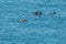 Flock of Black Sea bottlenose dolphins frolics near coast of Crimea