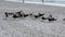 Flock of Black Skimmer, Rynchops niger