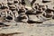 Flock of black skimmers on a beach in Florida