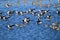 A flock of Black Skimmers in Lake