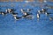 A flock of Black Skimmers in Lake