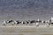 Flock of black skimmers in the sun