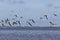 Flock of black skimmers in the sun