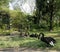 Flock of black swan on green lawn in the park