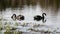 A flock of black swan swims on surface of pond.