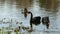 A flock of black swan swims on surface of pond.