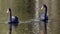 A flock of black swan swims on surface of pond.