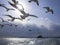 Flock of black tail gull