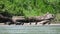 Flock of Black Vultures (coragyps atratus) on a River Bank in Costa Rica, Wildlife Vacation Holiday